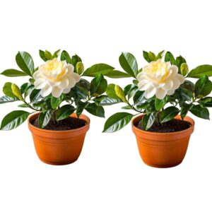 jasmine plant
