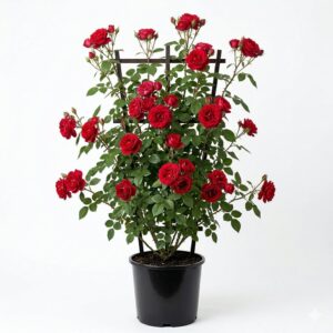 rose plant